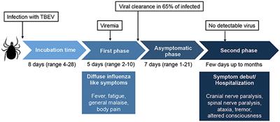 Cell-Mediated Immune Responses and Immunopathogenesis of Human Tick-Borne Encephalitis Virus-Infection